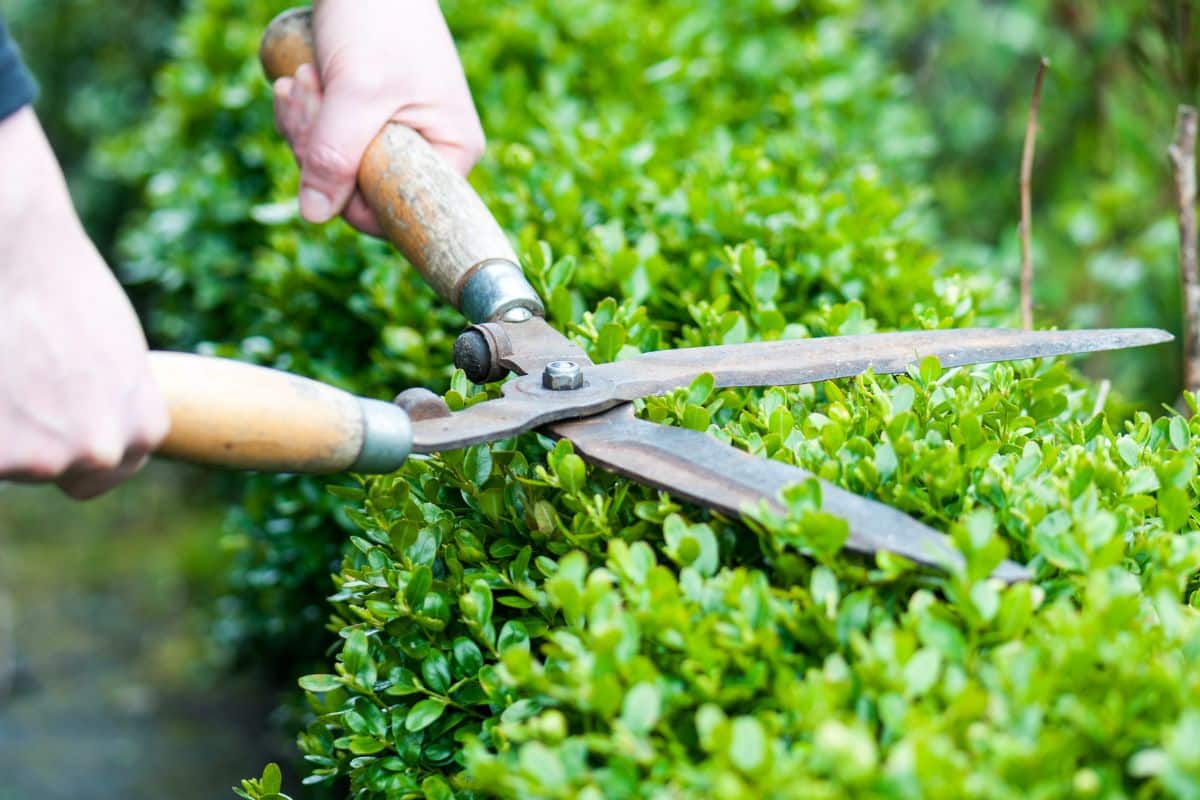 Tailler sa haie en septembre est-il vraiment une bonne idée ? Ce que les jardiniers pros en pensent