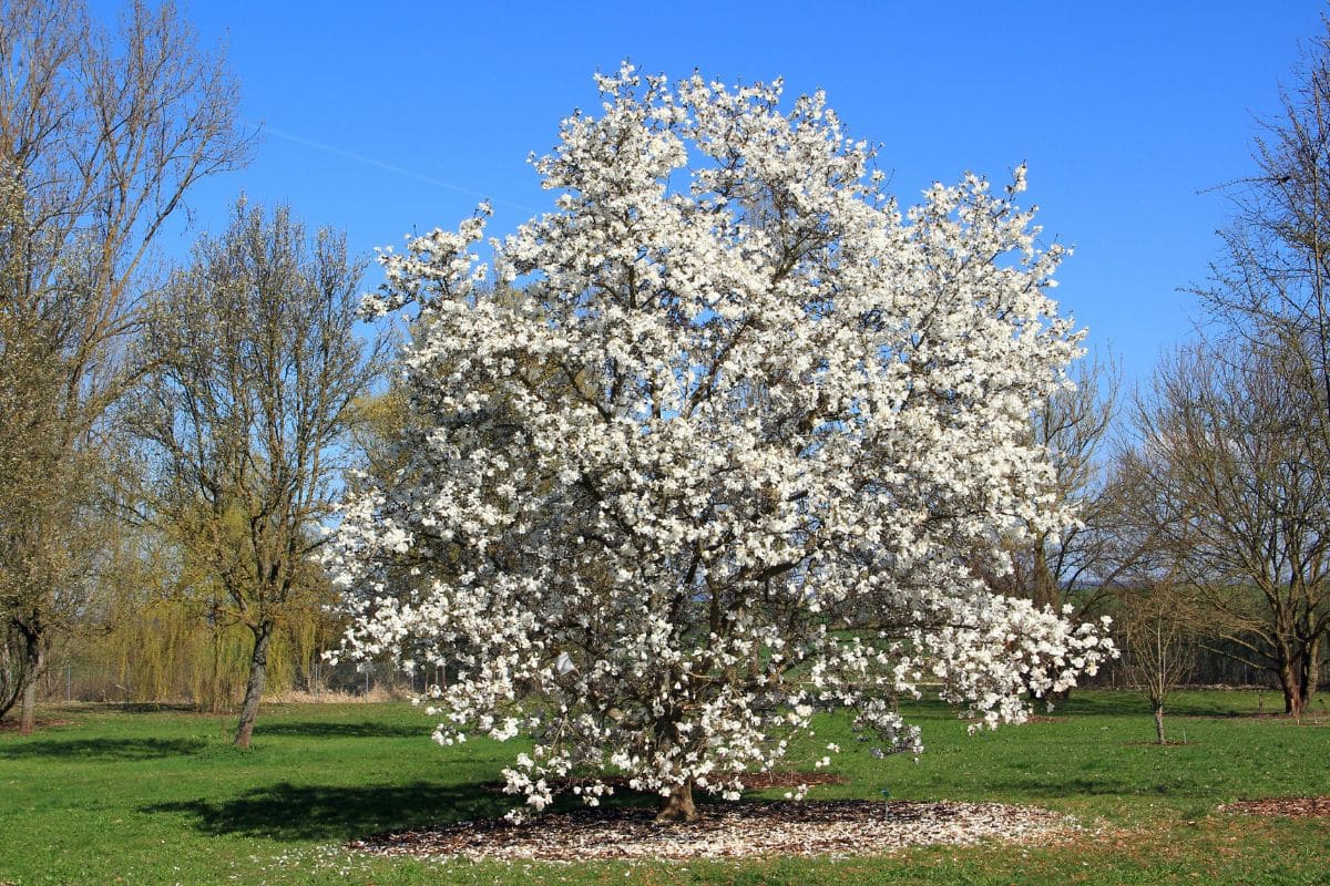 Ces arbres que vous ignorez peuvent doubler la valeur de votre maison… les jardiniers sont formels
