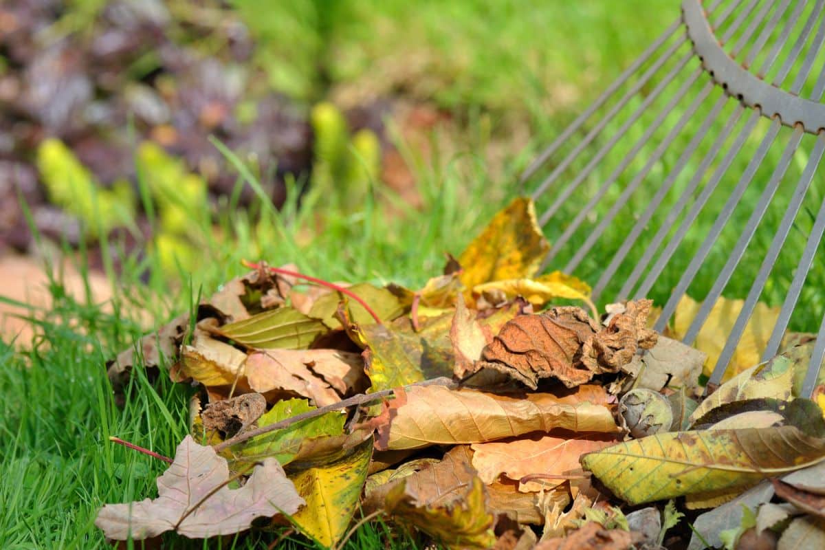 Tout le monde met ses feuilles mortes au compost en automne, mais c’est une grosse erreur : ce que j’ai appris m’a choqué