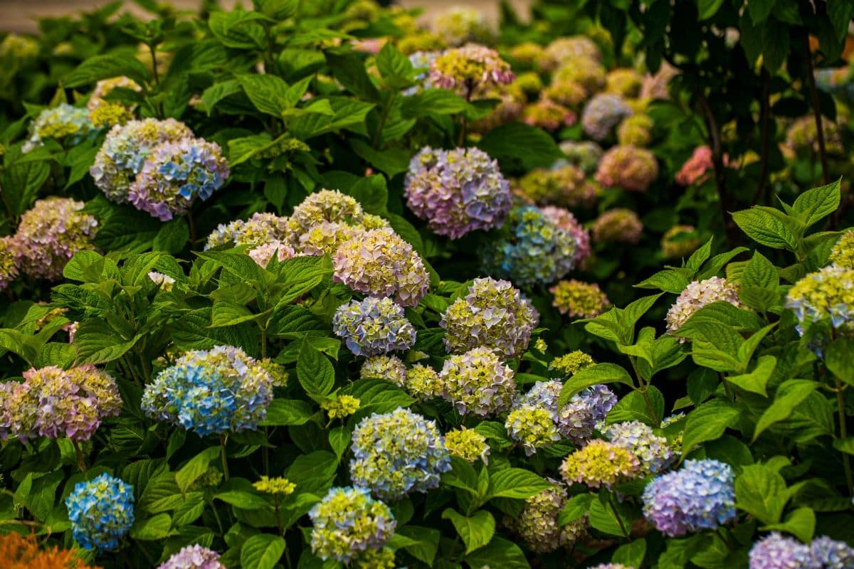 Vos hortensias peuvent devenir spectaculaires l’an prochain… si vous faites ceci en octobre
