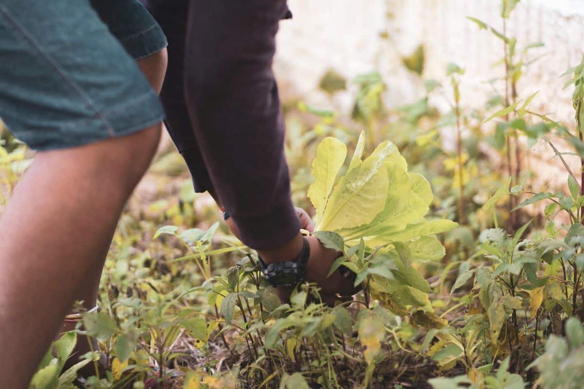 Votre jardin est-il prêt pour octobre ? Ces erreurs coûtent cher et fragilisent vos plantes face aux pluies et aux fortes chaleurs