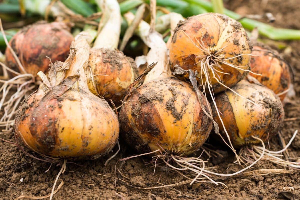 Ce légume oublié et facile à cultiver revient dans les potagers : ses bienfaits surprennent les nouveaux jardiniers