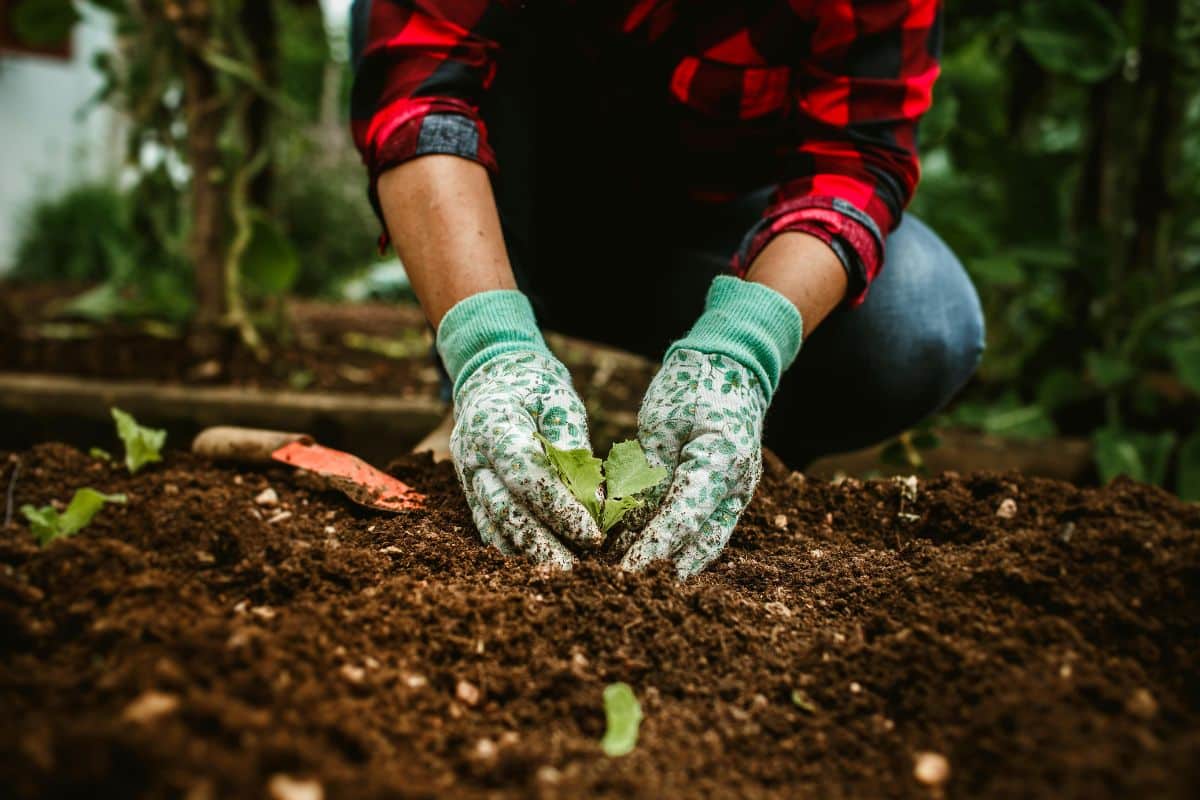 Jardiniers, attention : ces fleurs et légumes se plantent uniquement en automne si vous voulez récolter en abondance au printemps