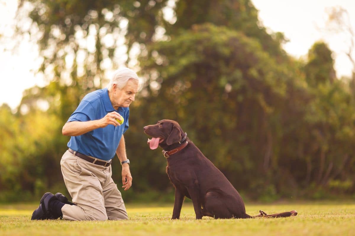 À plus de 70 ans, il a adopté un chien… et sa vie comme son humeur ont vraiment changé du jour au lendemain