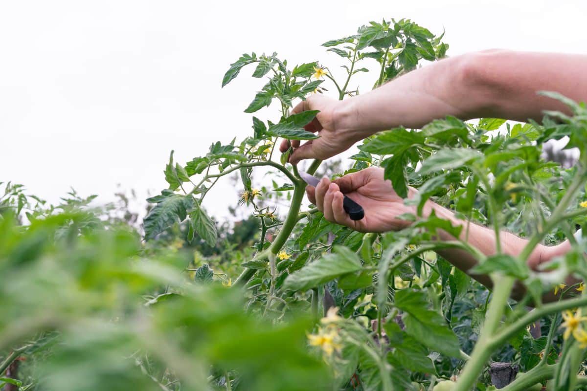 Voici pourquoi une taille trop tardive peut littéralement détruire votre récolte de tomates