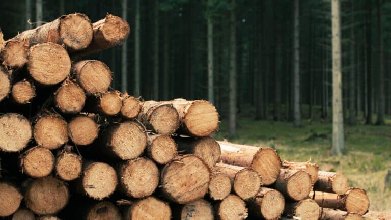 stere de bois de chauffage en 30 cm 1