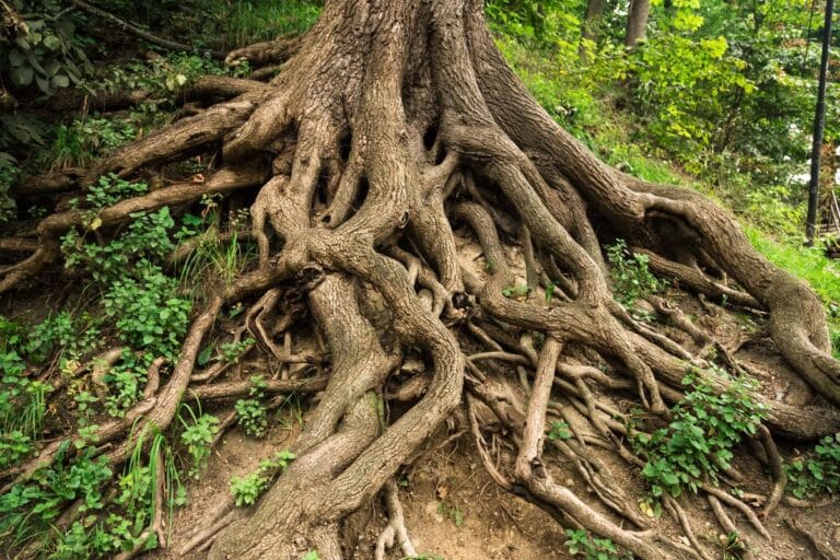 arbres sont responsables de dégâts massifs