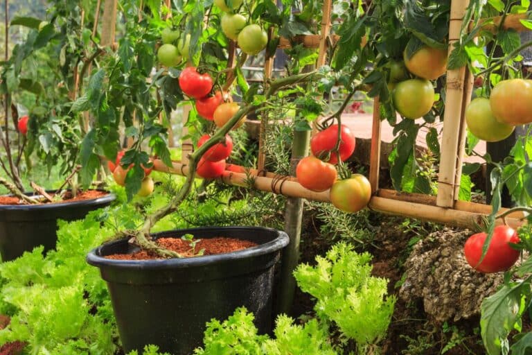 jardinage en mai détail sur tomates