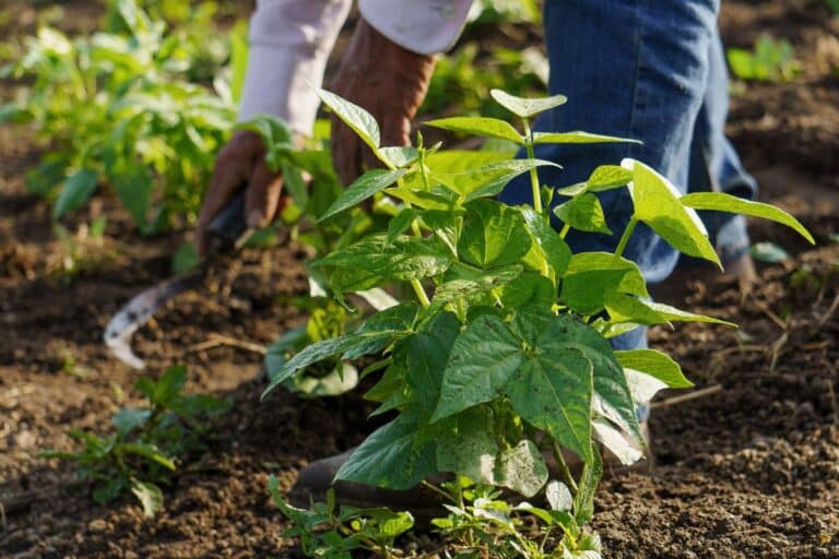 légume pousse sans entretien