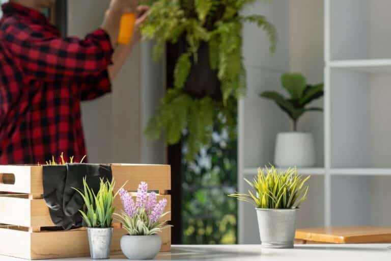 nourrir les racines de vos plantes d’intérieur
