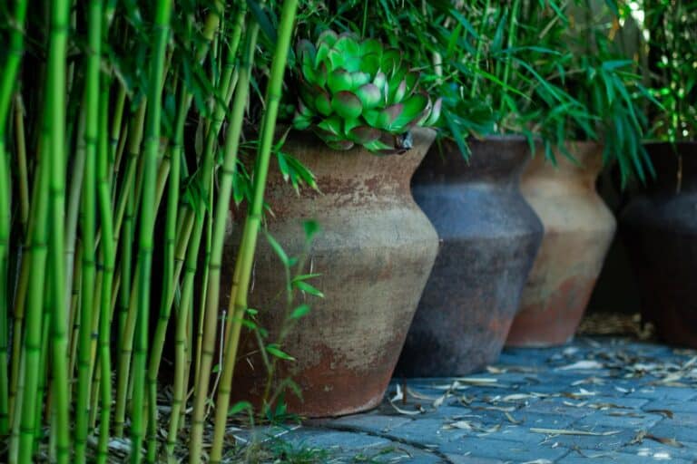 planté du bambou dans son jardin