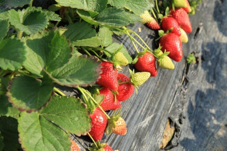 variété de fraises qui donne une récolte abondante