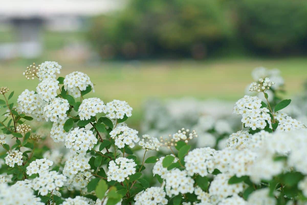 Des fleurs élégantes sans arrosage voici la plante qui sublime vos — free download