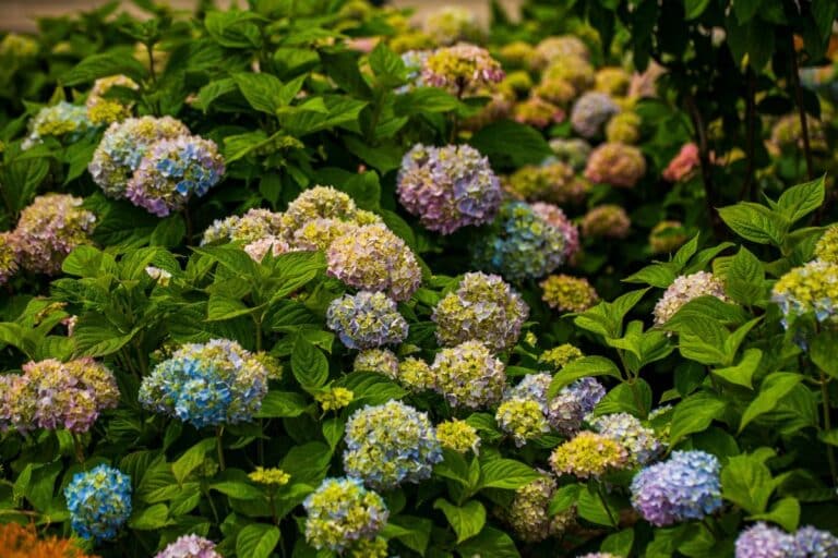 hortensias devenir spectaculaires