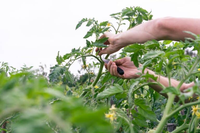 taille tardive tomates